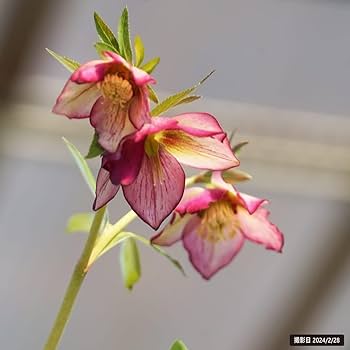 Amazon.co.jp: 【プチドール 彩（あや）】 一重咲きクリスマス